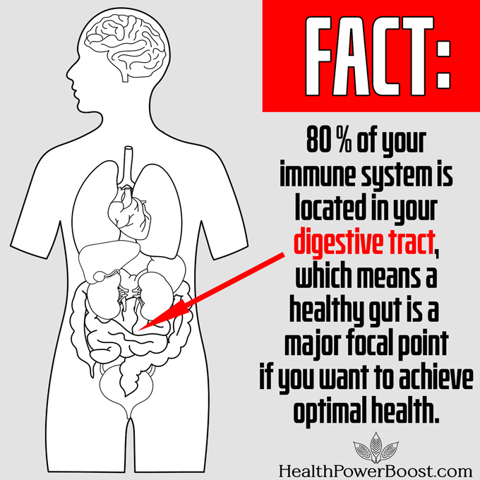80 Percent Of Your Immune System Is Located In Your Digestive Tract