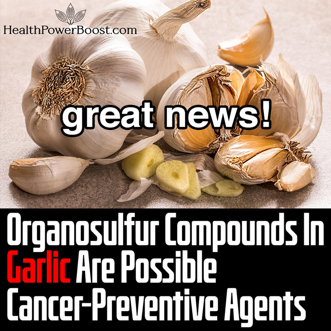 Organosulfur Compounds In Garlic Are Possible Cancer-Preventive Agents