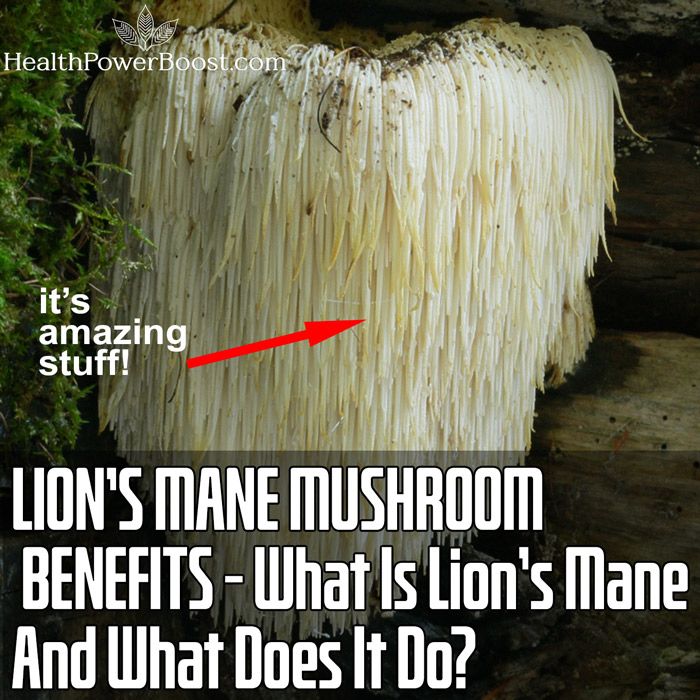 LION’S MANE MUSHROOM BENEFITS - What Is Lion’s Mane And What Does It Do